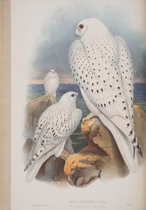 グリーンランドファルコン、ジョングールド作「イギリスの鳥」のプレート、1862〜73年公開（手彩色のリソ） 作： John Gould